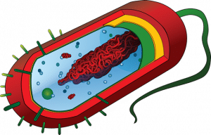 Contiene paraprobioticos